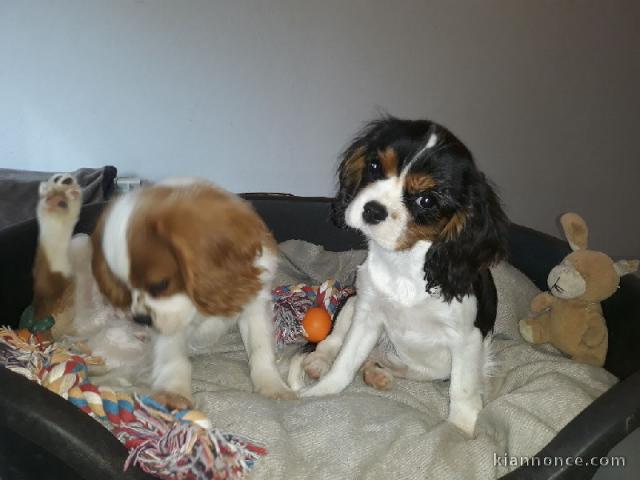 A Donner Magnifique Chiot Cavalier King Charles a vendre à Fréjus