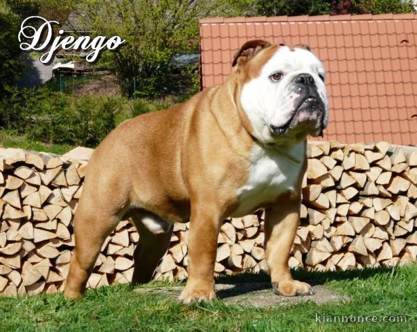 3 étalon bulldog anglais dispo pour saillie