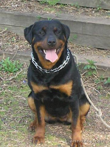 Femelle Rottweiler pure race