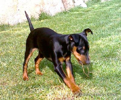 Propose TRES BEAU PINSCHER NAIN NOIR ET FEU MALE LOF