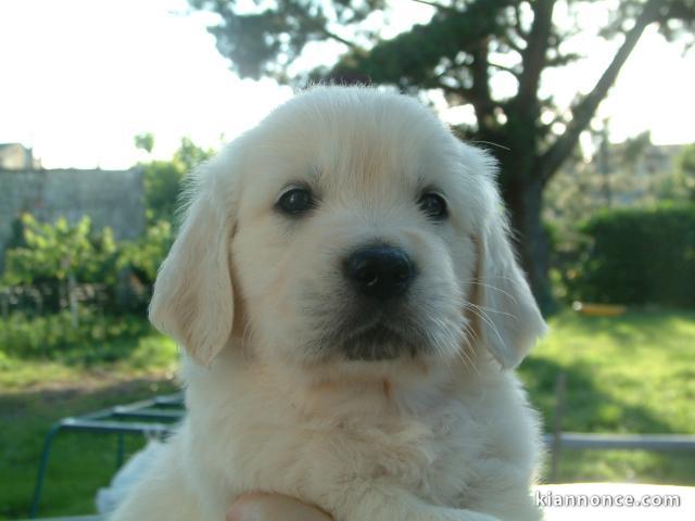 CHIOTS GOLDEN RETRIEVER LOF