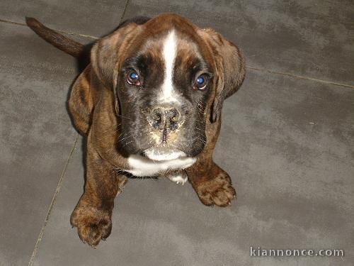 chiot boxer lof elevage du domaine de campans