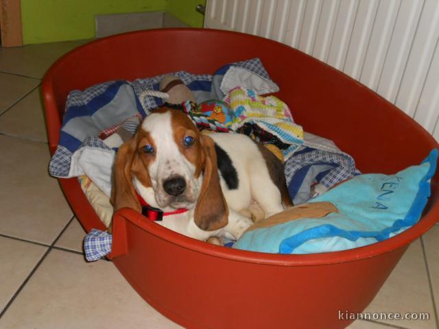 CHIOT BASSET HOUND A ACQUERIR