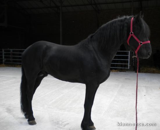 Magnifique jument frion de 8 ans (KIWI)