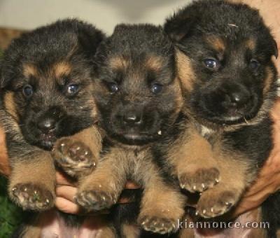  A Reserver Chiots Berger Allemand Lof 