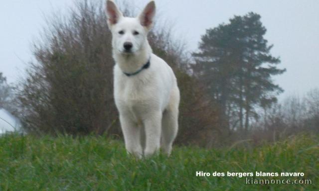 Chiot Berger Blanc Suisse Lof