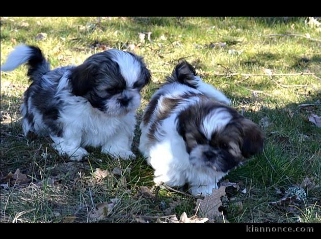   couple chiots de types shih tzu de pure race