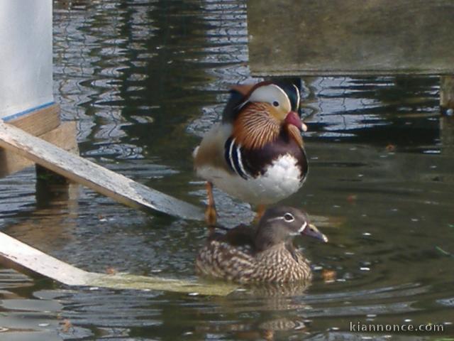 Différents canards d\