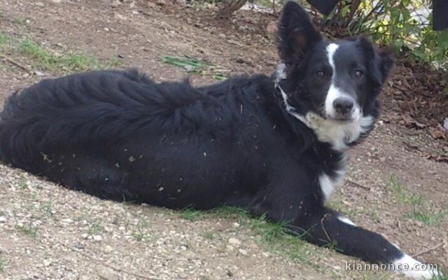 TYPE BORDER COLLIE 7 MOIS