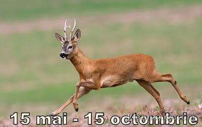 CHASSE BROCARDS EN ROUMANIE