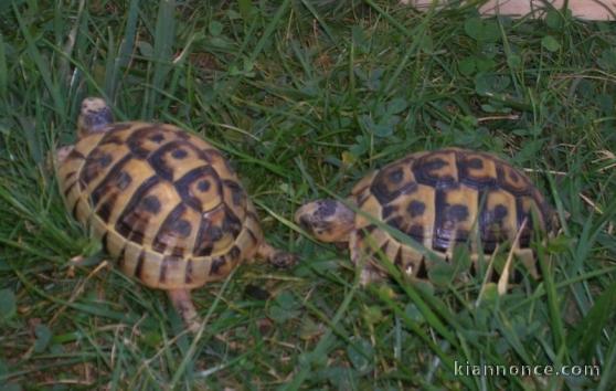 MAGNIFIQUE TORTUE DE TERRE