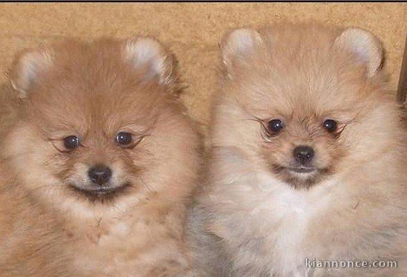 beaux chiots pomeranian 