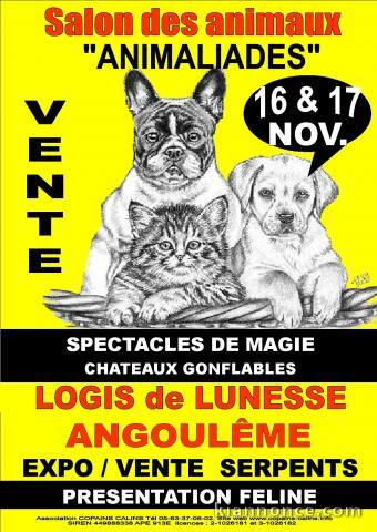 salon chiot 16/17 nov 2013 ANGOULEME Logis de Lunesse