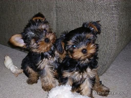 Chiots type Yorkshire