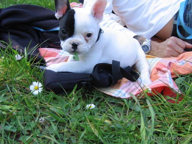 A donner Petit chiot BOULEDOGUE FRANCAIS FEMELE non lof