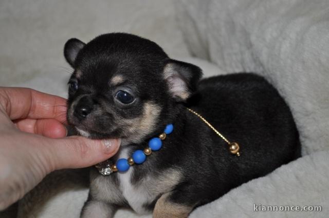 Magnifique chiot type chihuahua (femelle)