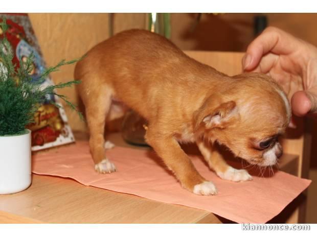 Adorable miniature femelle type chihuahua