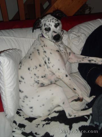 beau dalmatien de 1 an 