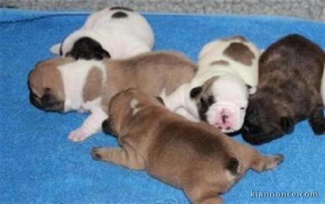 Nouvelle Portée:Magnifiques Bébés Bouledogues Français Pure Race