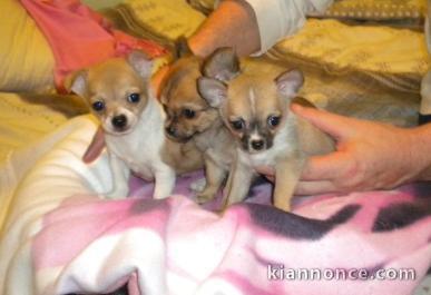 Chiot chihuahua miniature poil court 