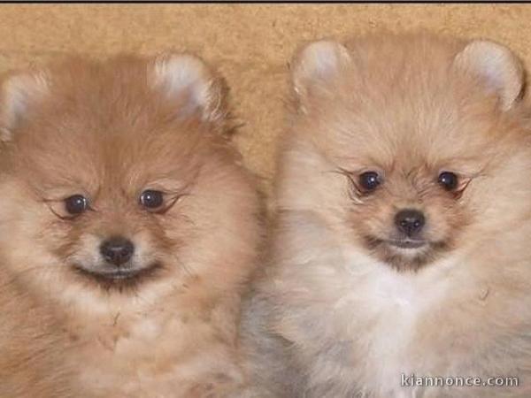 beaux chiots pomeranian