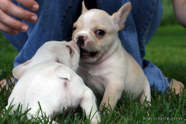 CHIOTS BOULEDOGUE FRANCAIS