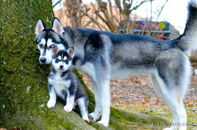 CHIOTS HUSKY SIBERIEN