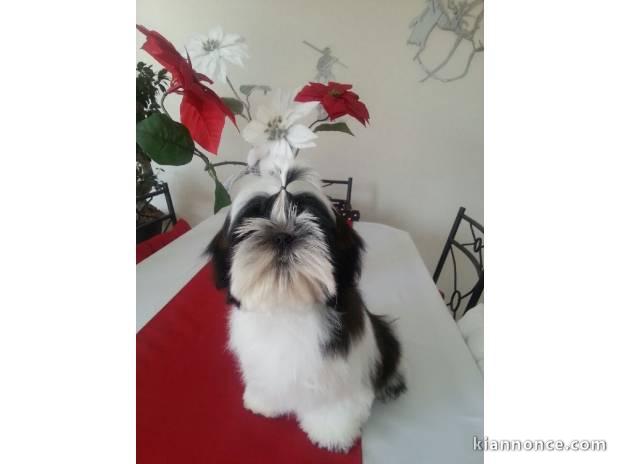 Adorable femelle shih tzu lof