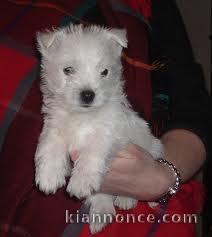 magnifique chiots westies 