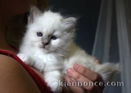 chatons sacre de birmanie