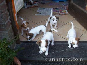  beaux chiots jack russel