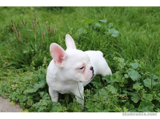 Magnifique bouledogue français LOF