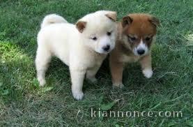 Chiots De Type shiba Inu 