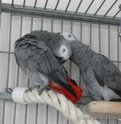 jolie couple perroquets gris du gabon