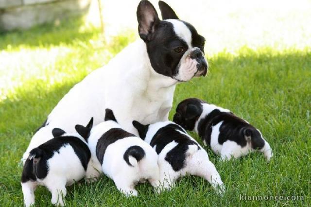 Adorables bébés bulldog français disponibles