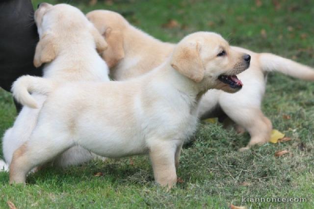 Jolie portée de Chiots Labrador Pour Adoption.