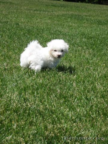 a donner Chiots Bichons Maltais