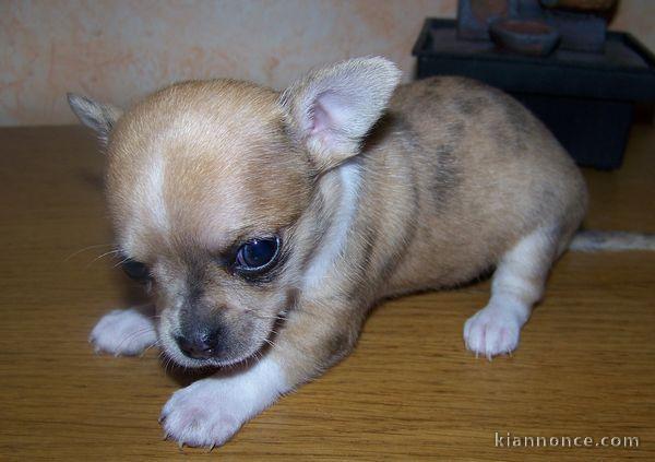 Adorables chiots Type CHIHUAHUA car non LOF