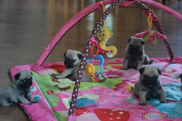 cinq adorables chiots carlin non lof