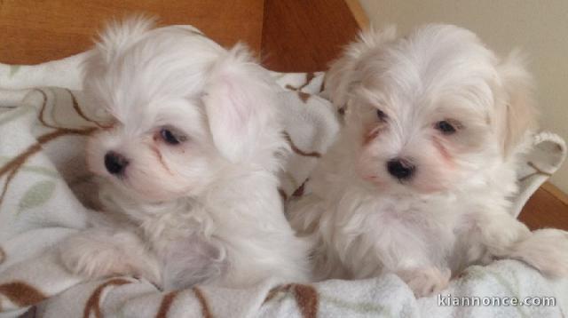 Don de mes 2 Superbe petit Mâle et Femelle BICHON MALTAIS 