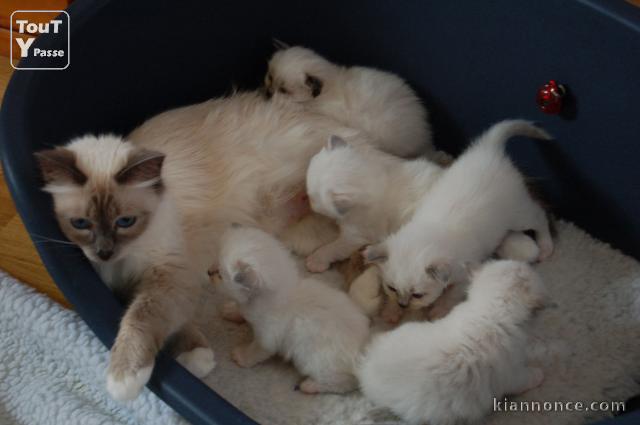 Adonner  Magnifique chatons Sacré de Birmanie