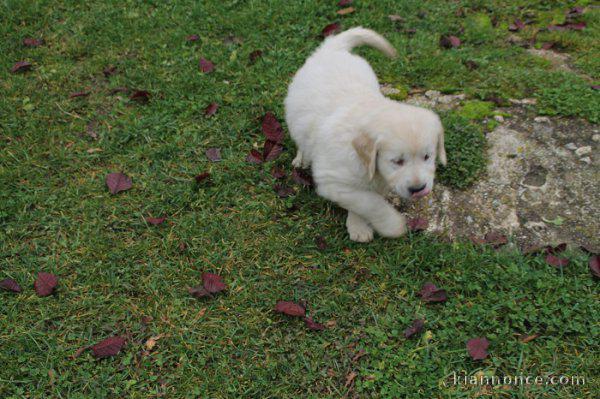 Magnifiques Chiots Golden Retriever