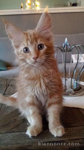 chatons type maine coon non loof 