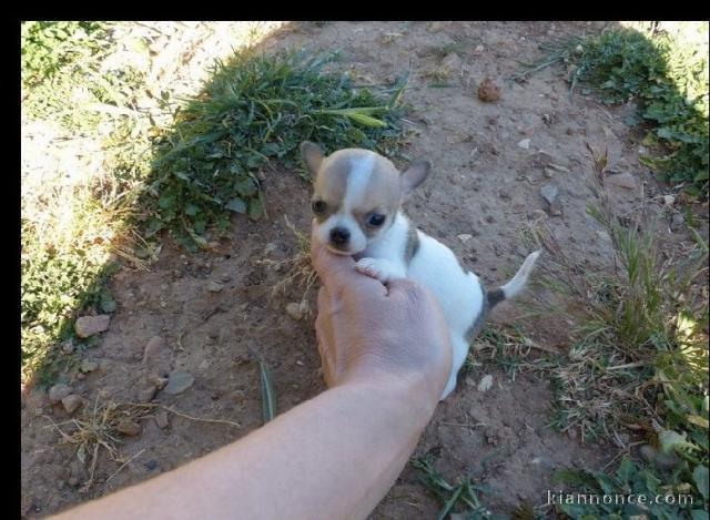 Magnifique chiot male type chihuahua