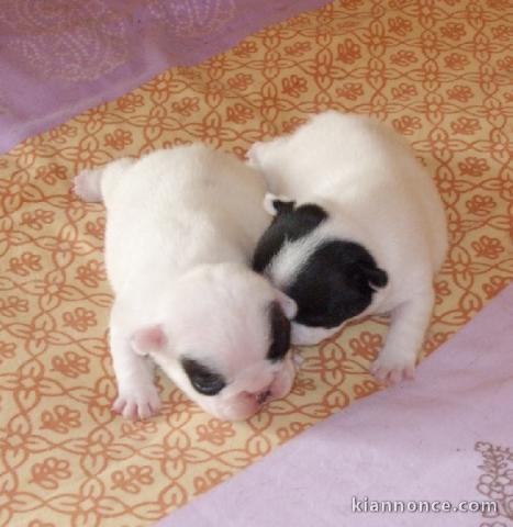 Chiots bouledogue français Pure Race