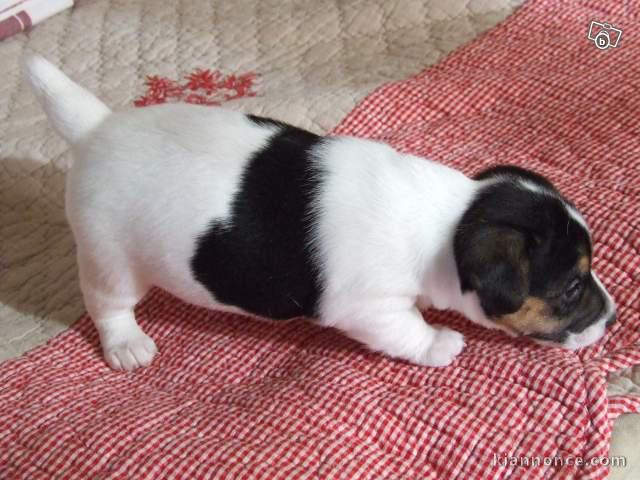 Jack russel petit taill au LOF