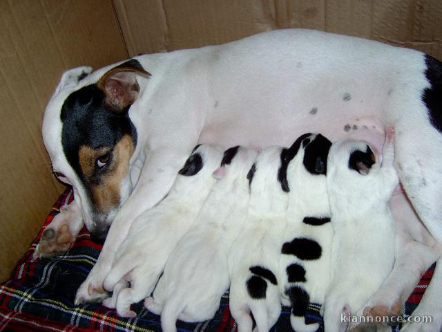 magnifique chiot Jack Russell