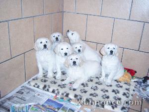 Magnifiques Chiots Golden Retriever Pure Race