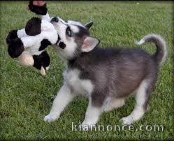 Chiots husky sibérien 