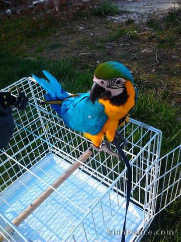 Magnifique perroquet ara bleu et jaune EAM